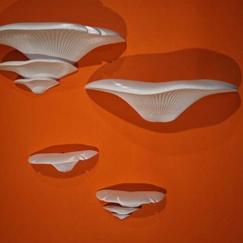 IMG_20250920_121501 POLICA GLJIVE VELIKE