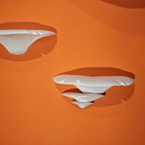 IMG_20250920_121537 POLICA GLJIVE MALE